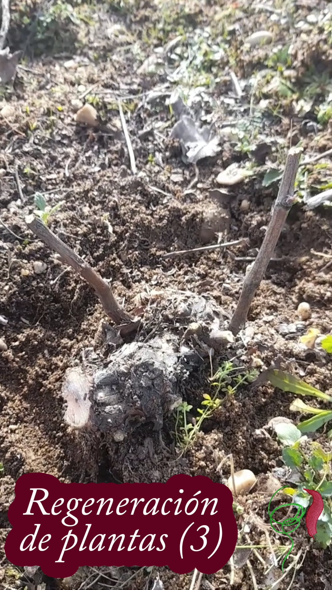 Regeneración de cepas abandonadas en viñas viejas.