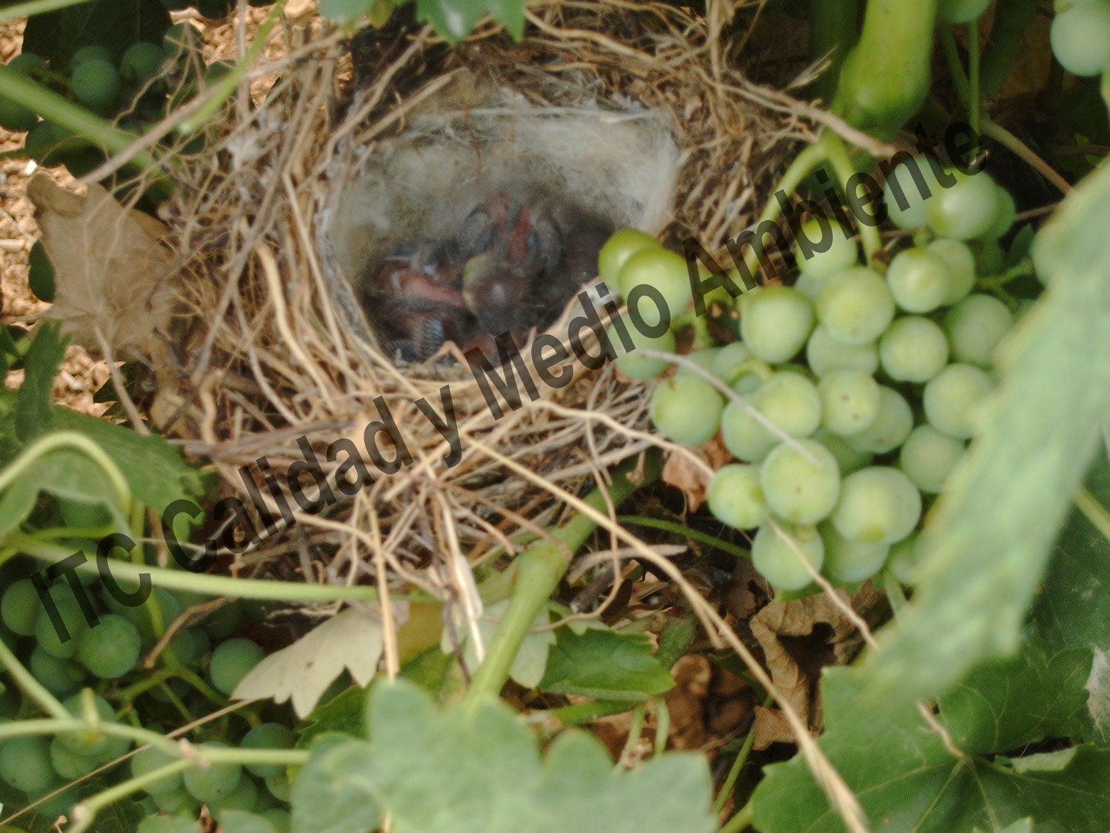 Nuestros Viñas