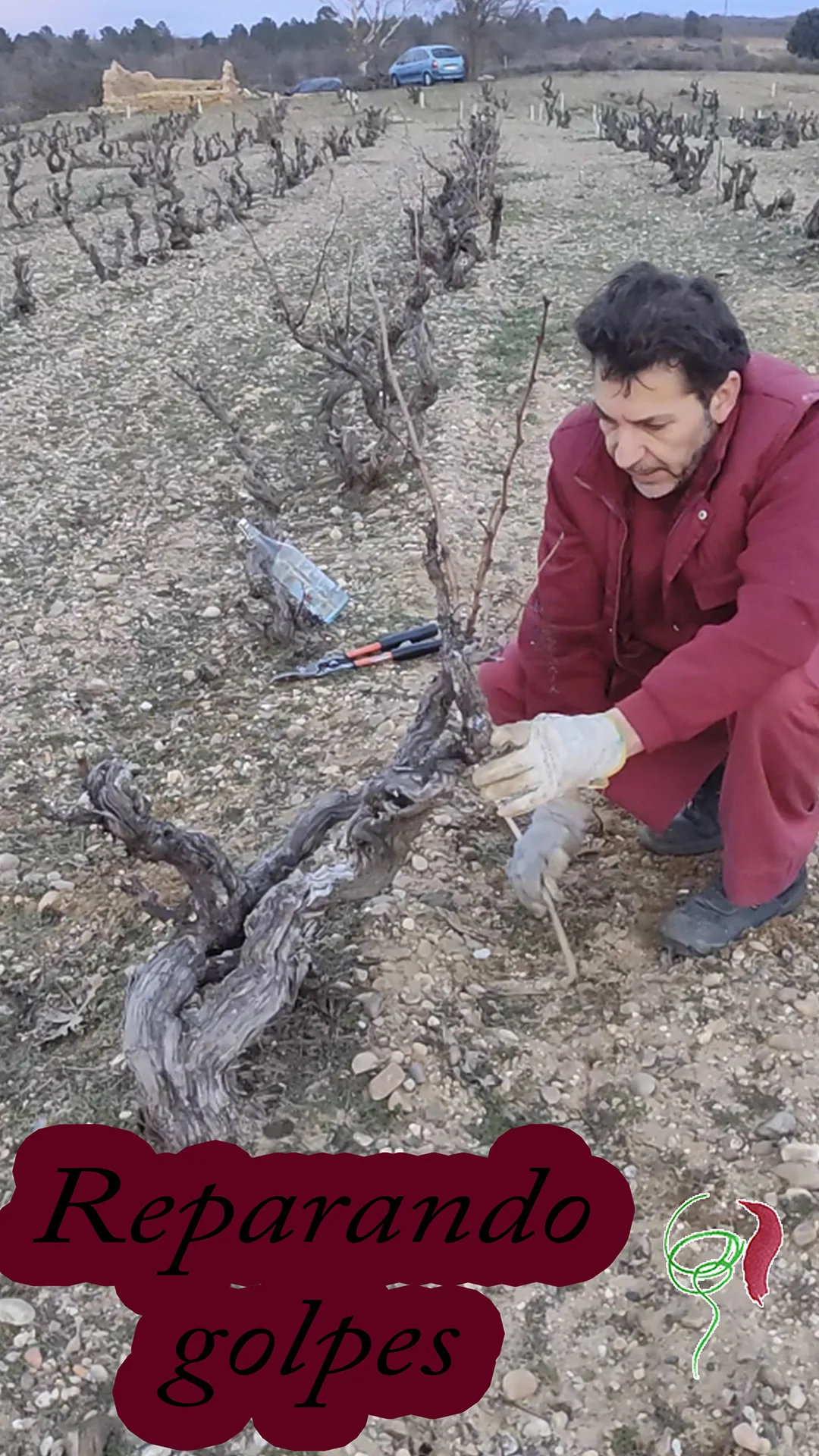 Reparación de golpes en brazo en viñedo viejo