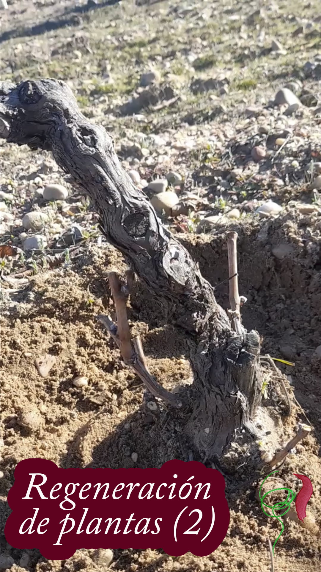 Regeneración de cepas en viñas viejas.