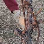 Dando forma a las cepas en viñedo viejo mediante el uso de brotes bajeros.