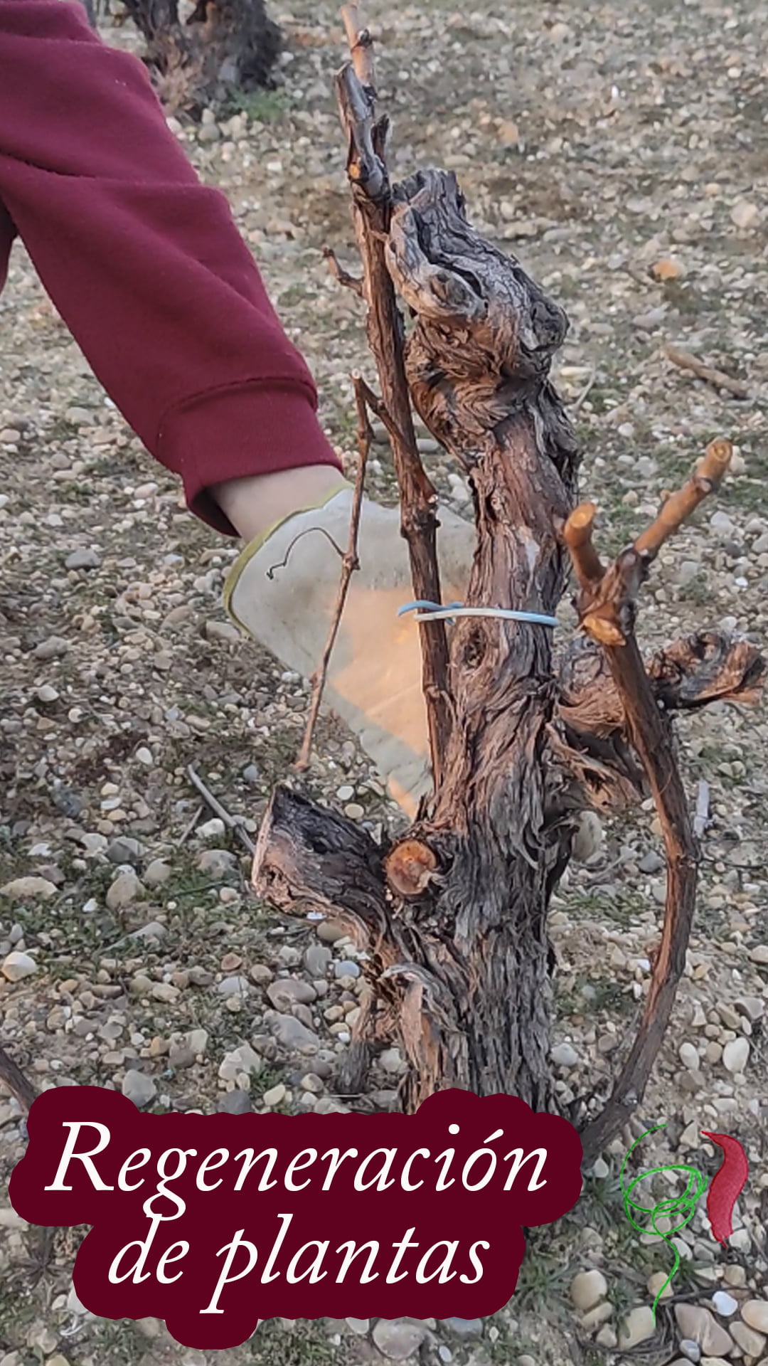 Dando forma a las cepas en viñedo viejo mediante el uso de brotes bajeros.