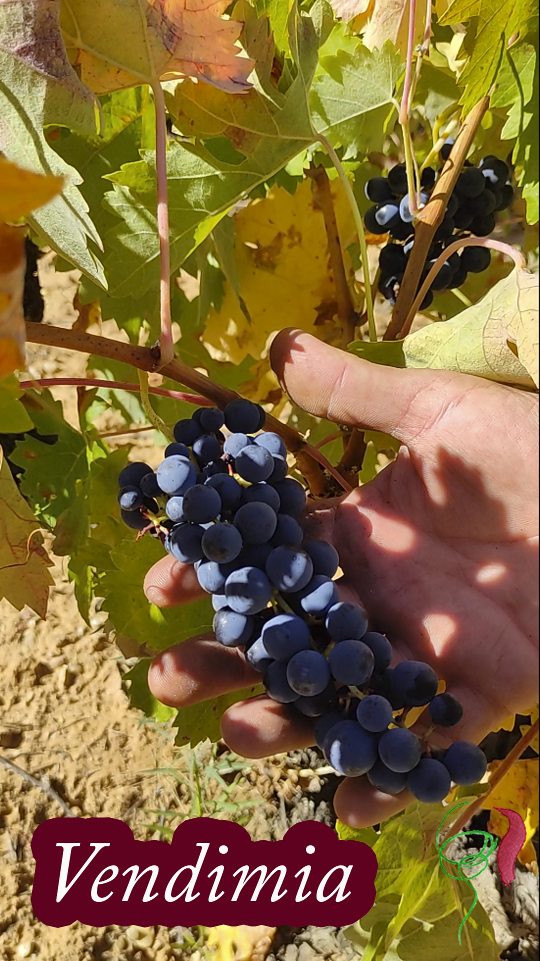 Labor de vendimia en viñas viejas